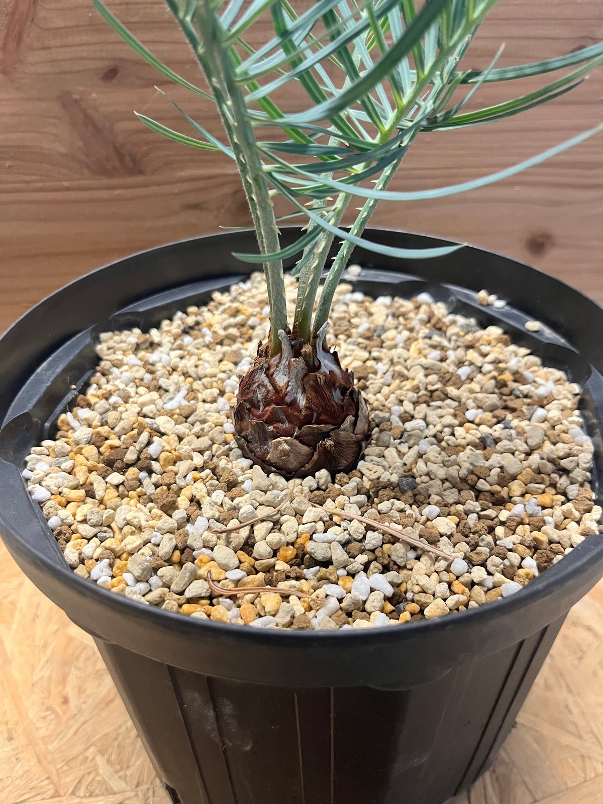 サイカス コッツシアーナ | GREEN LUCK