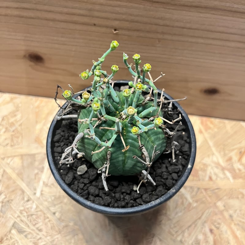 ユーフォルビア スーパーバリダ | GREEN LUCK