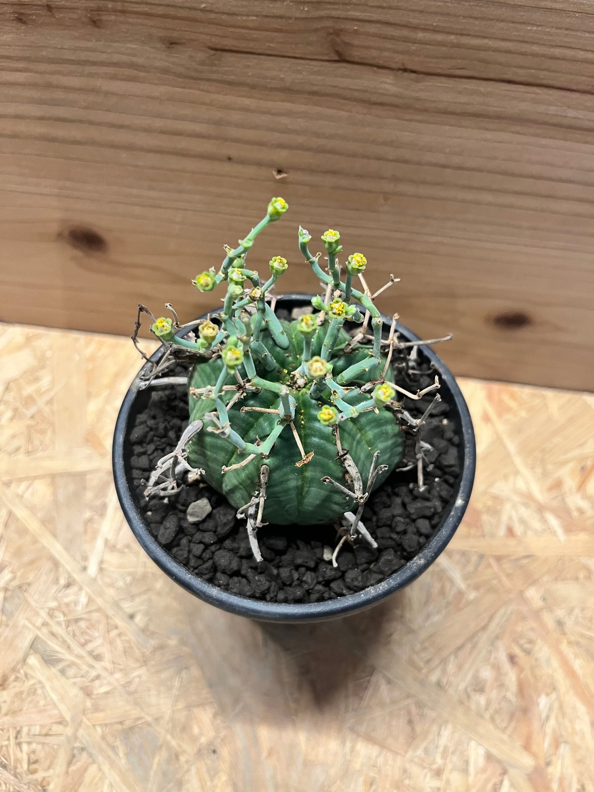 ユーフォルビア スーパーバリダ | GREEN LUCK