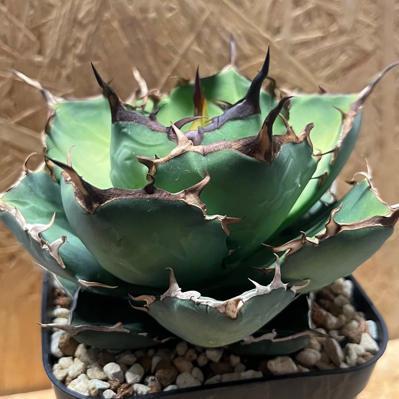 イランチタノタ　ペルシアンドワーフ　大株 アガベ チタノタ ペルシアンドワーフ イラン産 大株 - 観葉植物・生花