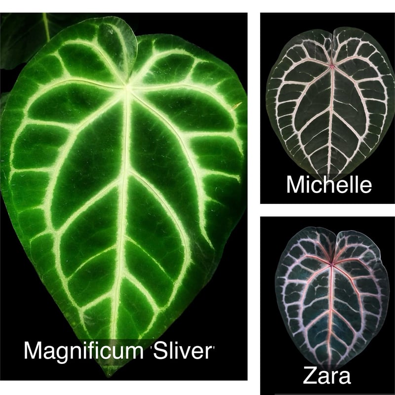 アンスリウム マグニフィカム 'シルバー'×（ミシェル×ザラF3
