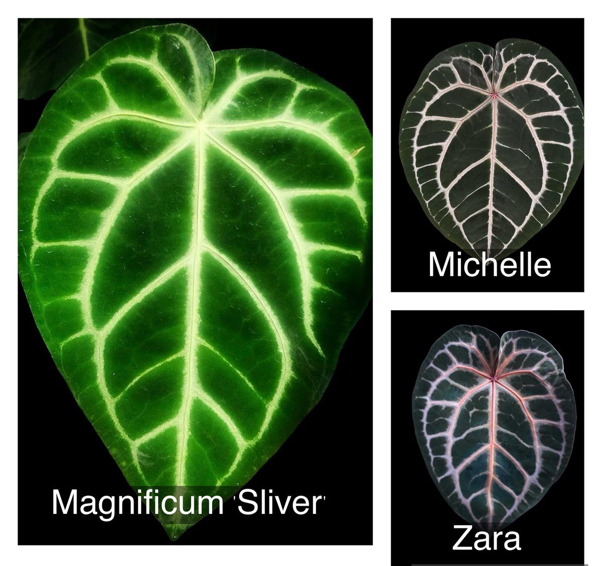 アンスリウム マグニフィカム 'シルバー'×（ミシェル×ザラF3） | GREEN