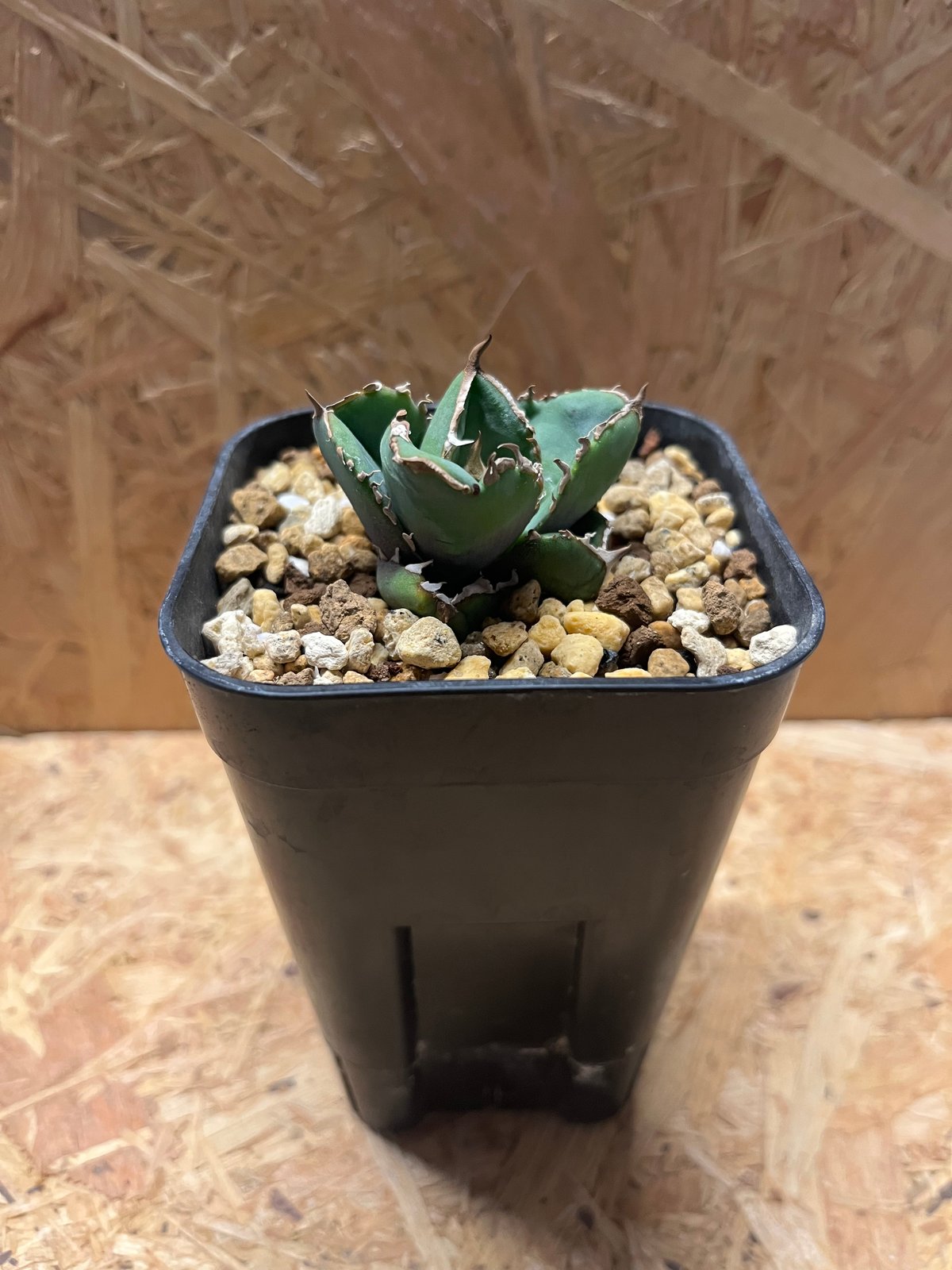 錦フェア【鉢ごと発送】選抜美斑アガベチタノタ白鯨錦縞斑TC