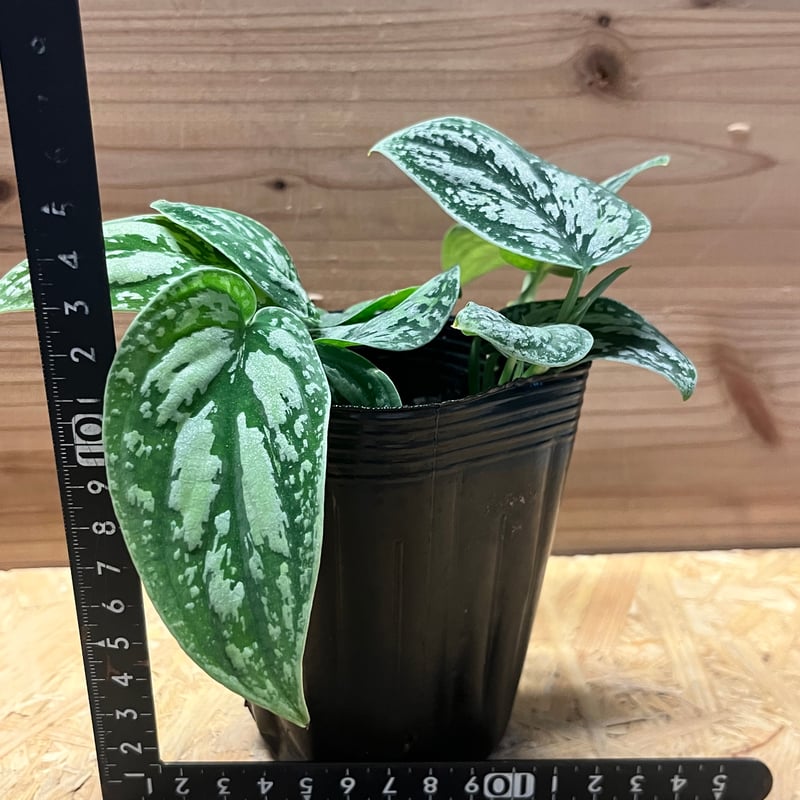 スキンダプサス ピクタス トリカラー | GREEN LUCK