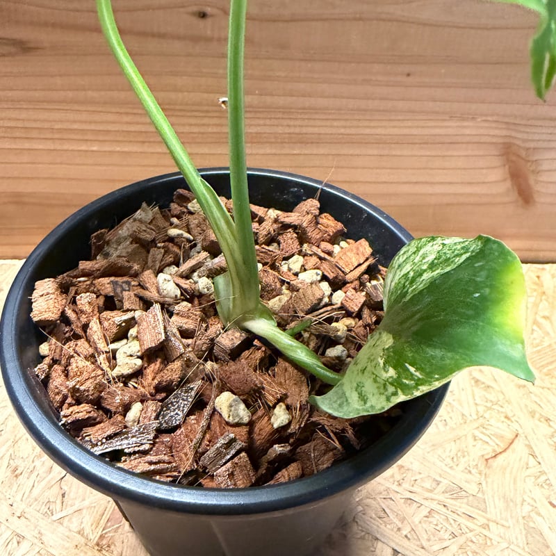 モンステラ デリシオーサ 'サイアムミント' | GREEN LUCK