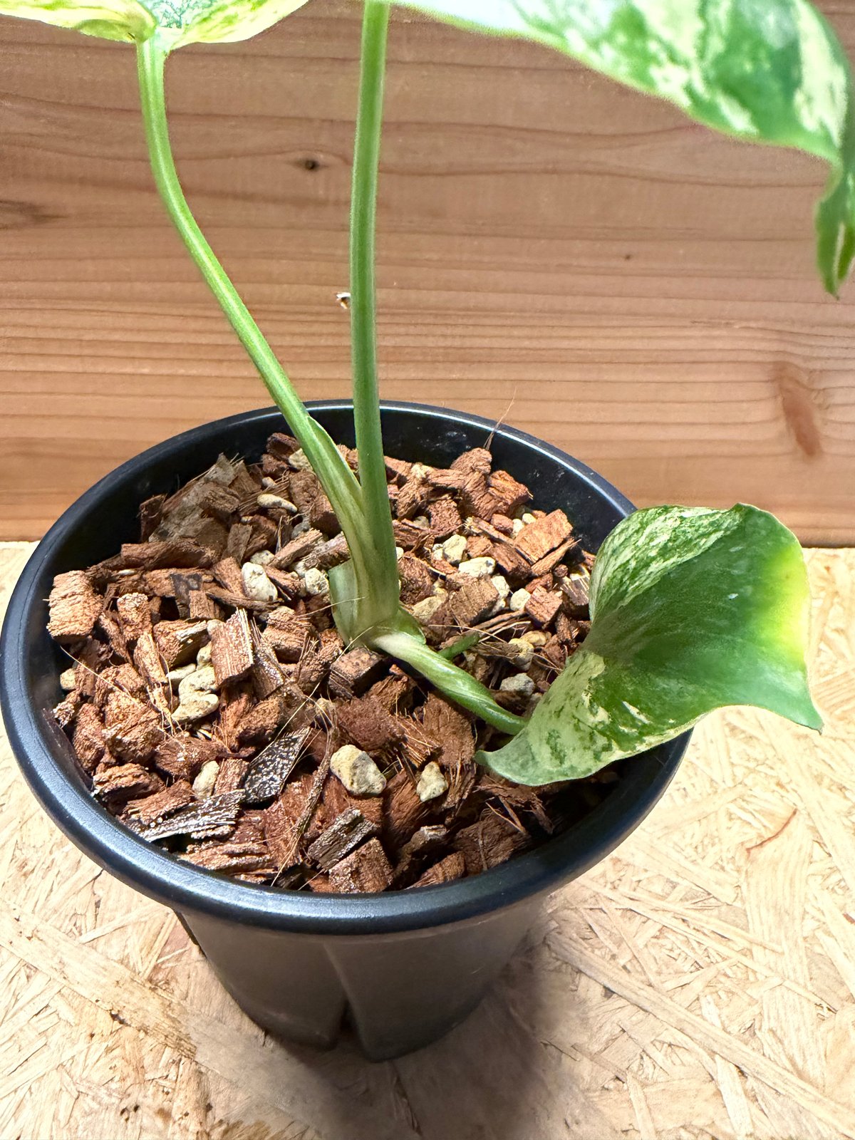 格安 極上 モンステラ サイアムミント コレクション】モンステラ