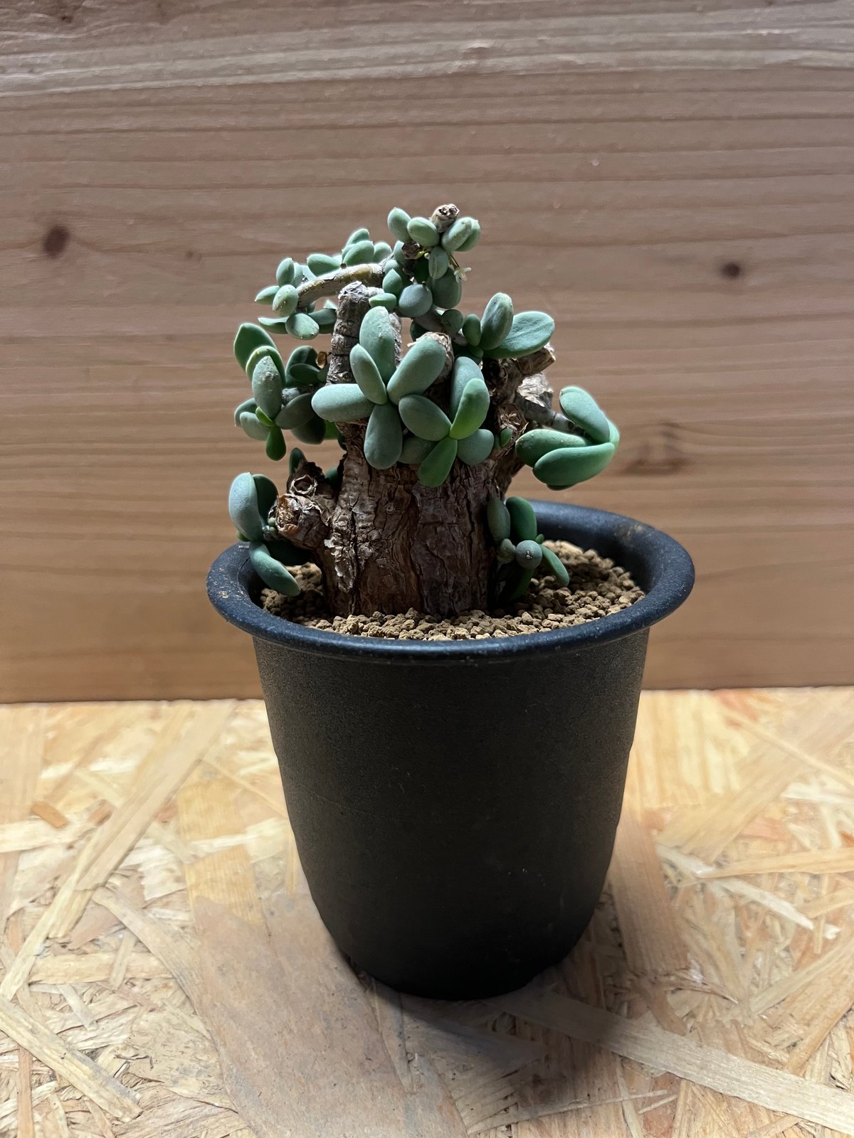 ケラリア ピグマエア | GREEN LUCK