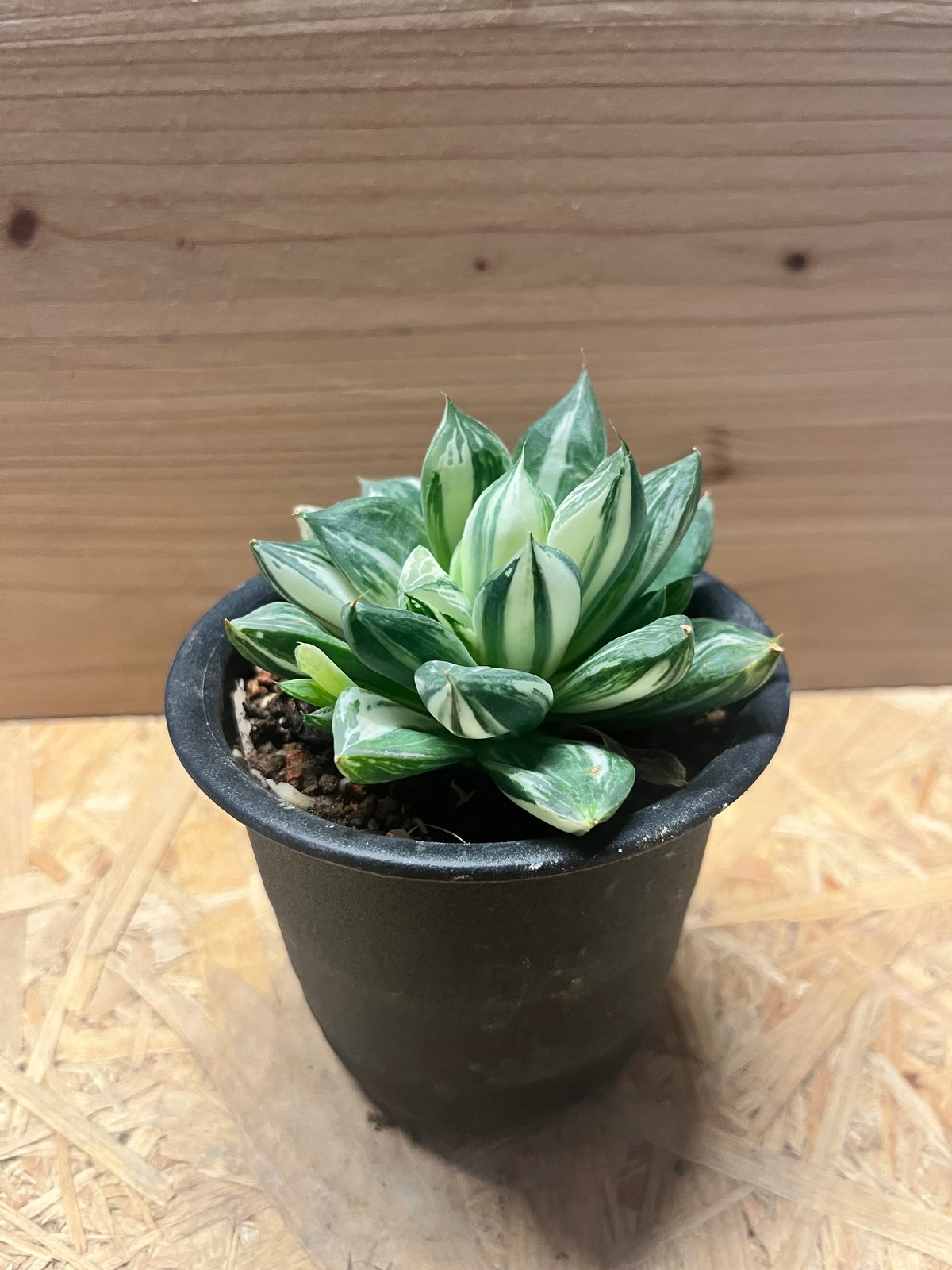 ハオルチア 宝島 | GREEN LUCK