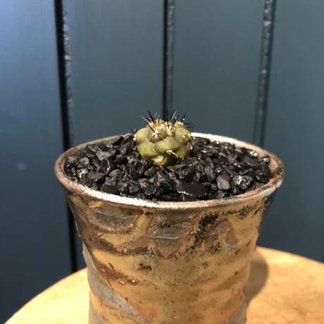 黒王丸　カキコ　コレクション株　超有望 Yahoo!オークション -「黒王丸 カキコ」(観葉植物) の落札相場