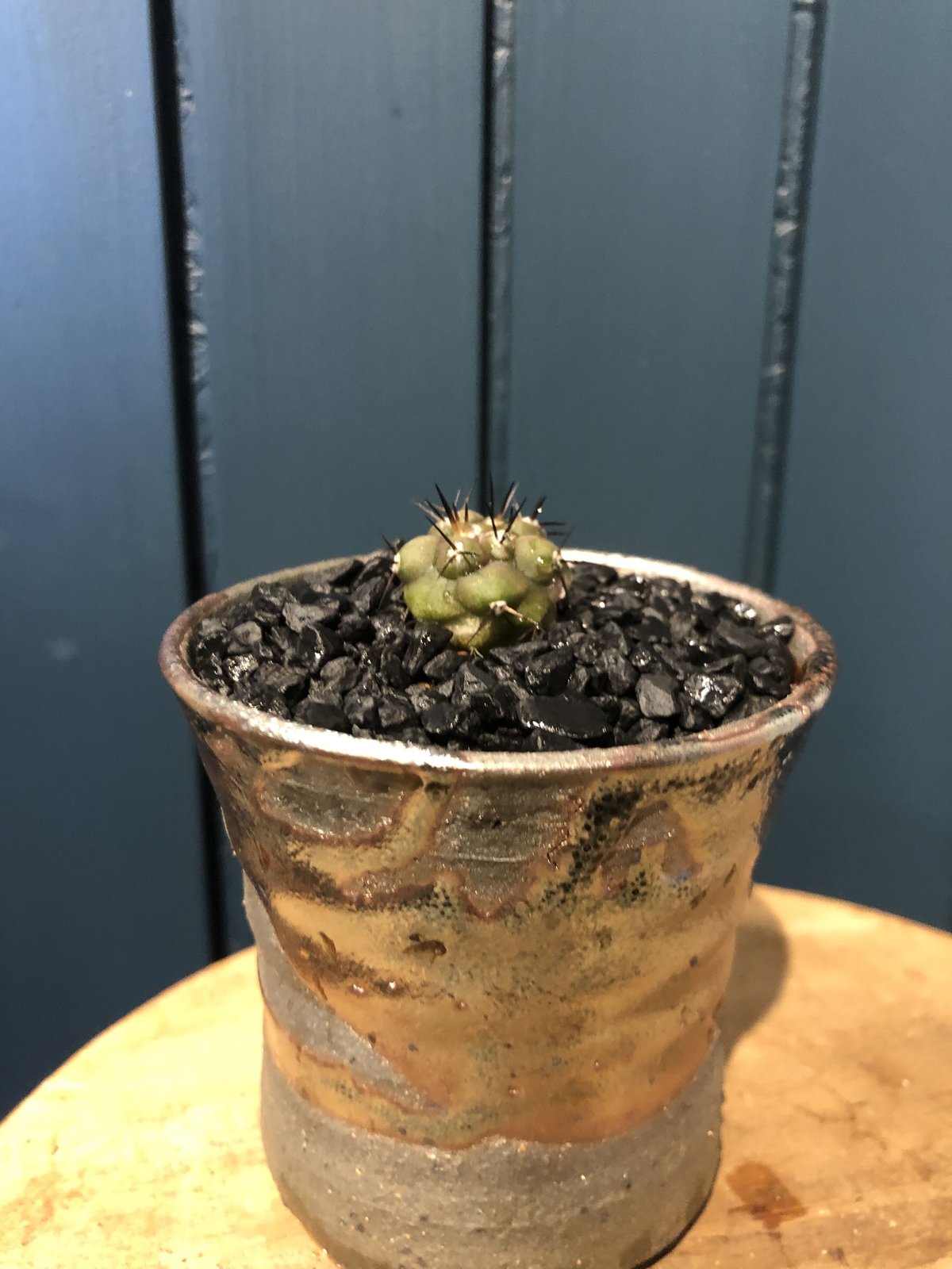 【大疣美株】緋冠竜 魔天竜 紅鷹 太平丸 黒王丸 菊水 帝冠 銀冠玉 商品詳細 - 信州西沢サボテン園