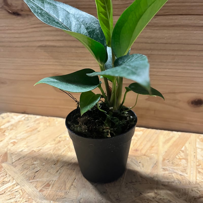 アンスリウム フーケリー 'ブラックドラゴン' | GREEN LUCK