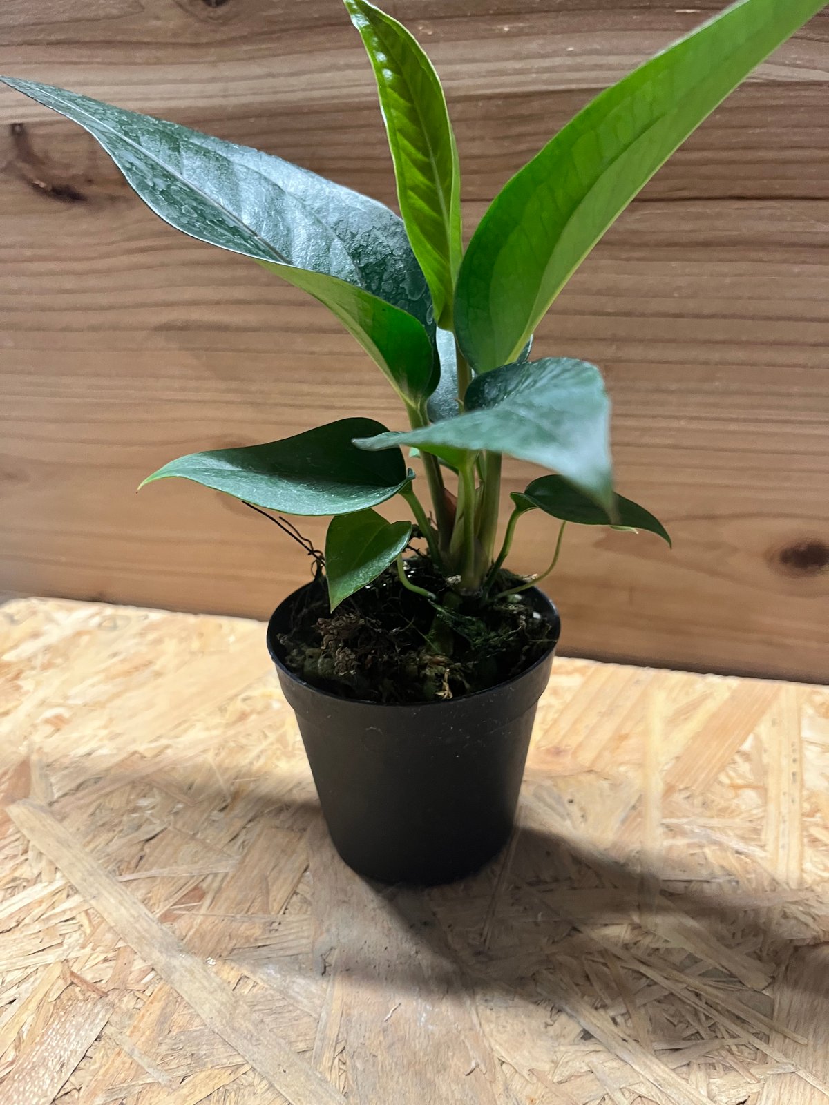 アンスリウム フーケリー 'ブラックドラゴン' | GREEN LUCK