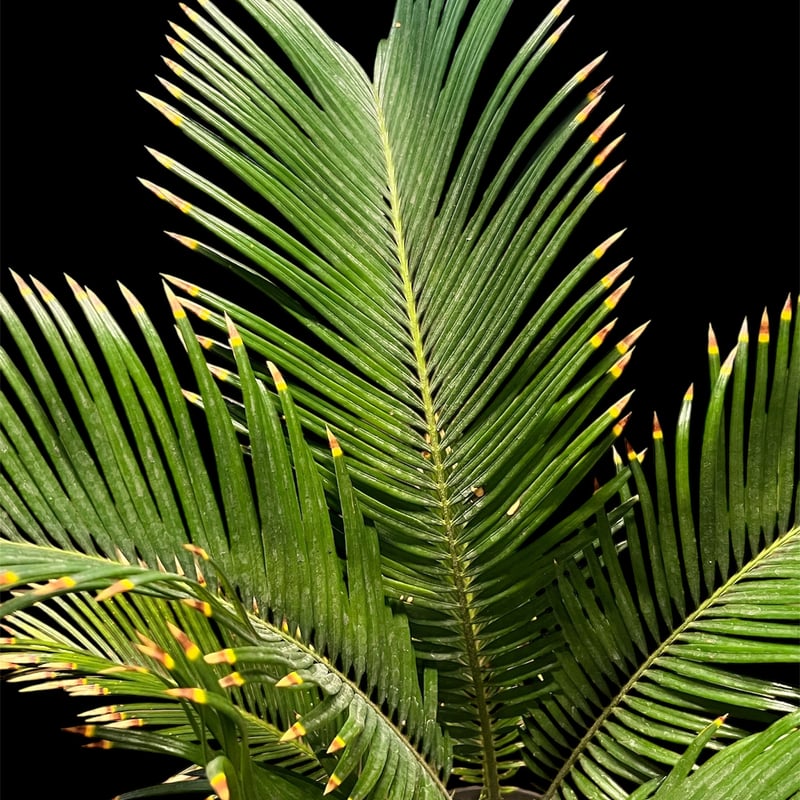 金環ソテツ | GREEN LUCK