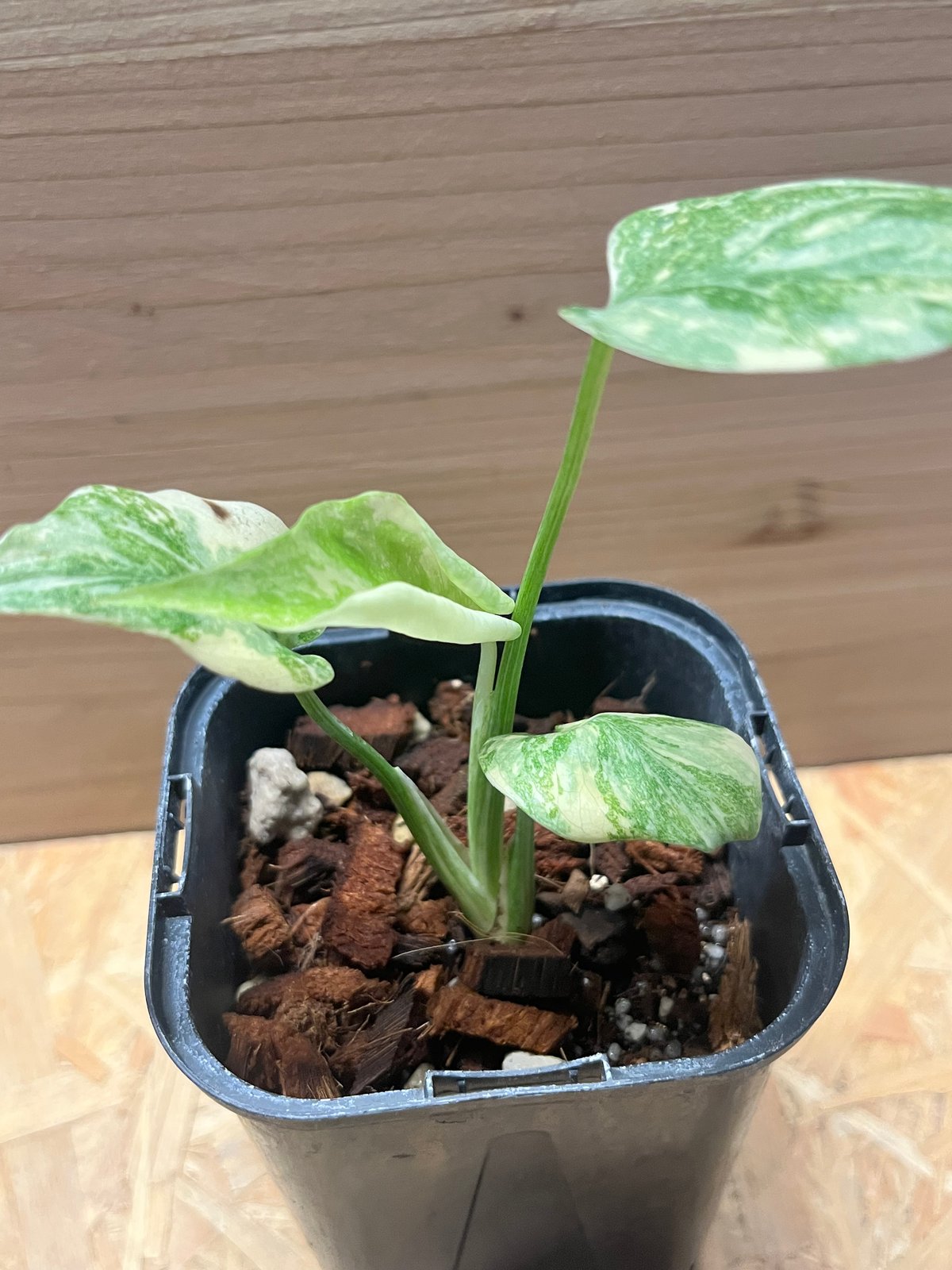 モンステラ37 斑入　グリーンスノー　デリシオーサ　葉付き発根済み モンステラ デリシオーサ グリーンスノー | GREEN LUCK