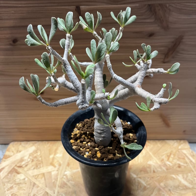 塊根植物　オトンナ　フルカタ オトンナ フルカタ | mana's farm:塊根植物・アガベ・ドライ