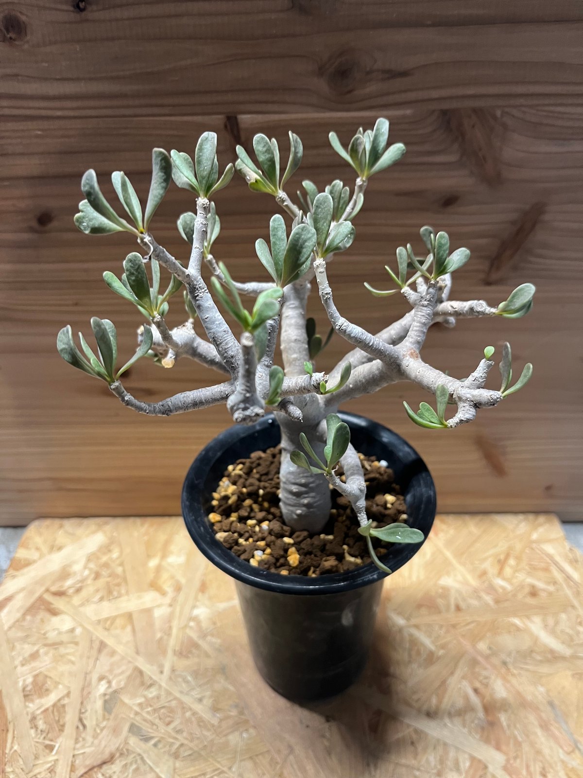 オトンナ フルカタ | GREEN LUCK