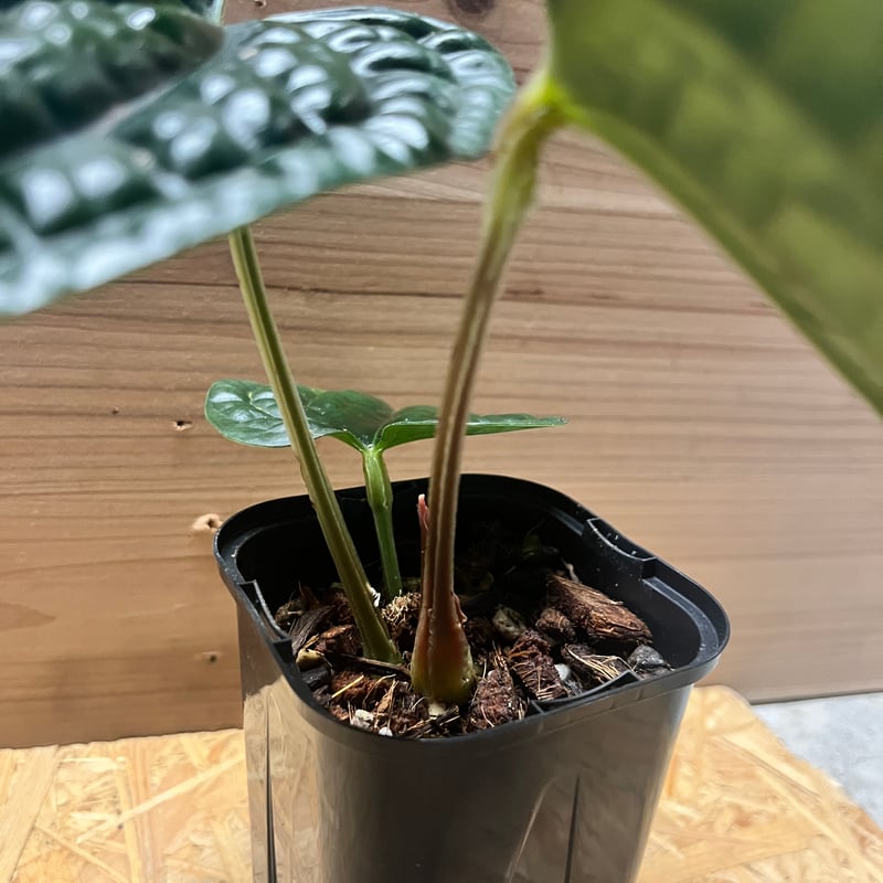 アンスリウム ルクスリアンス 'ブラック' | GREEN LUCK