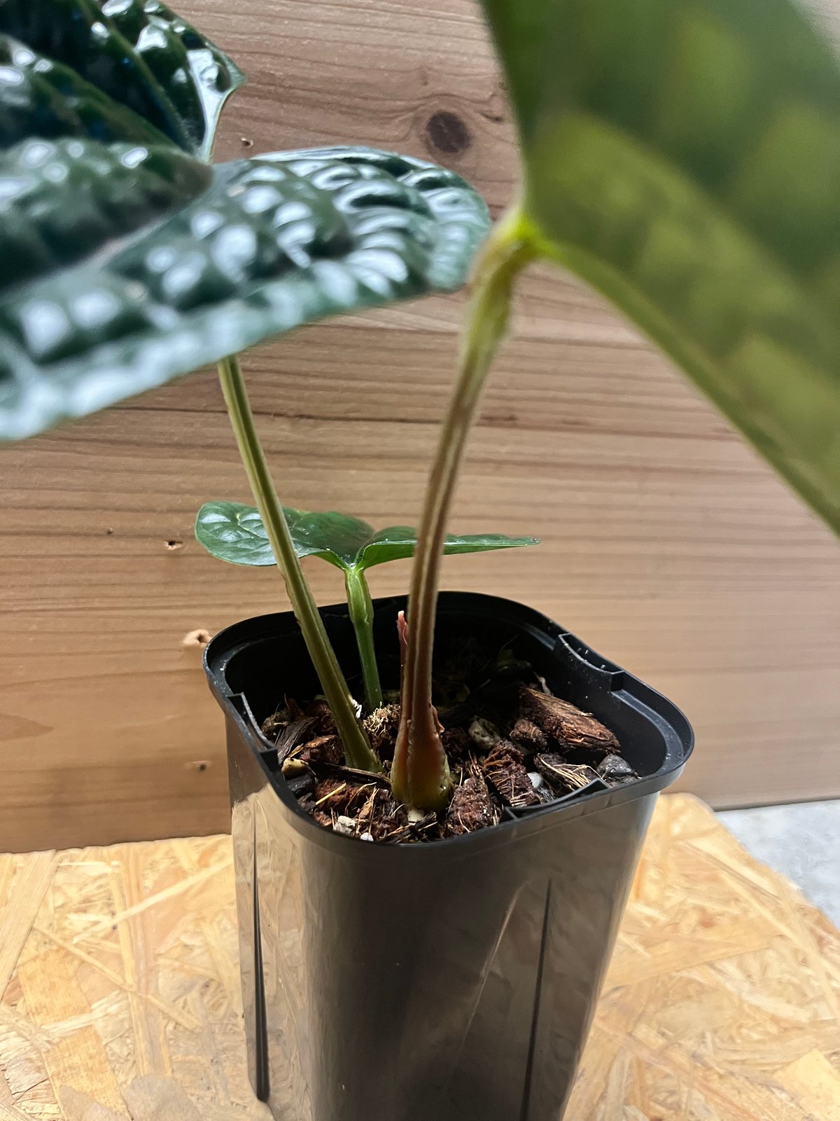 アンスリウム ルクスリアンス 'ブラック' | GREEN LUCK