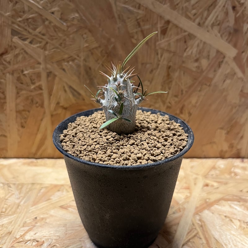 パキポディウム グラキリス | GREEN LUCK