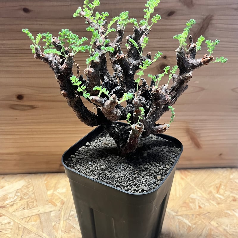 ペラルゴニウム アルテルナンス | GREEN LUCK