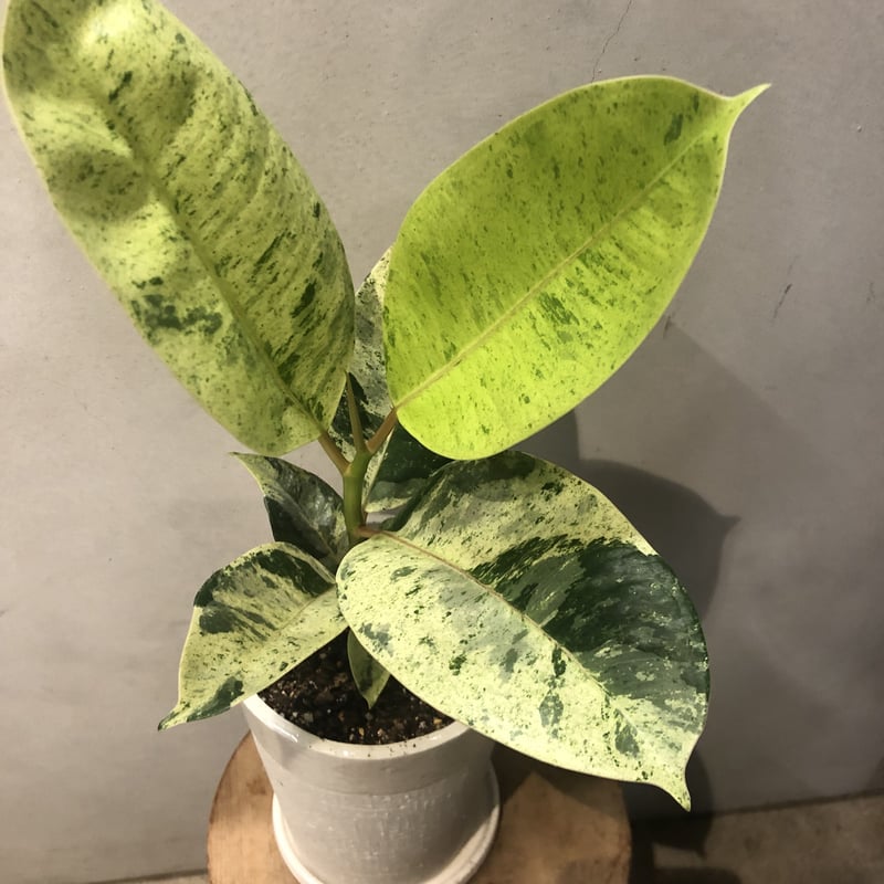 フィカス ジン | GREEN LUCK