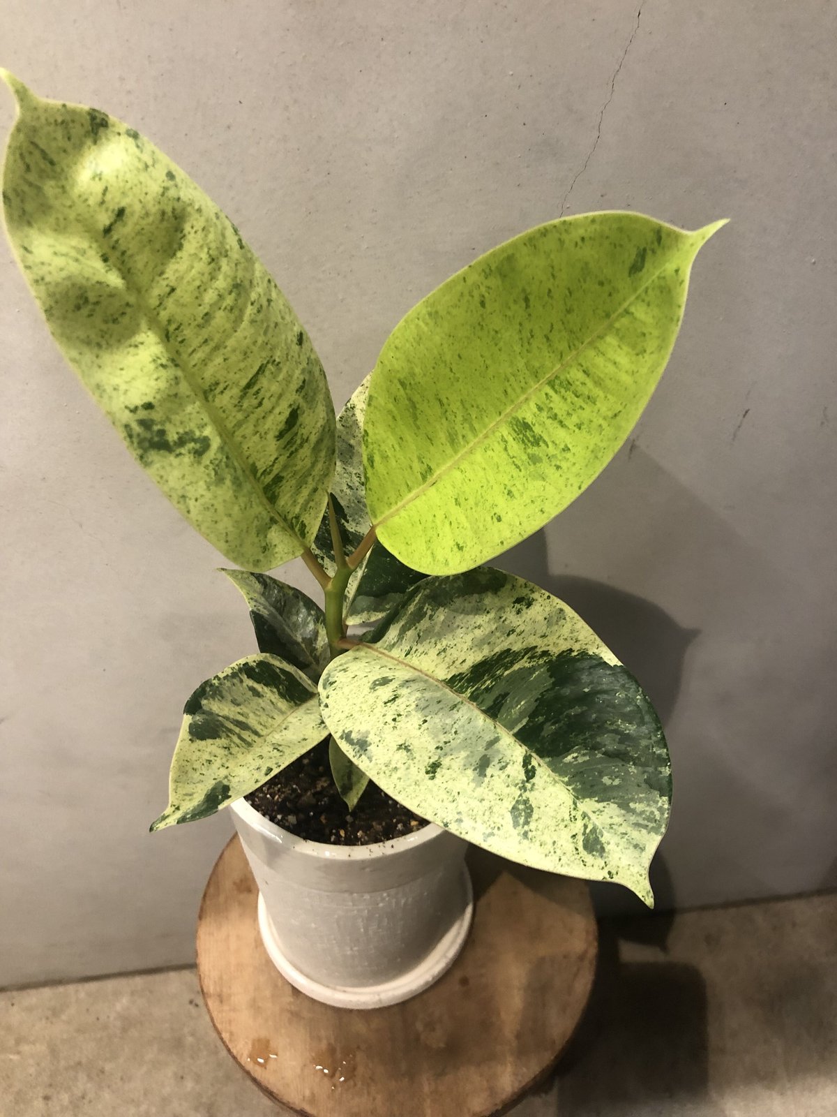 希少❗️巨大❗️フィカス　ジン　朴✨ フィカス 