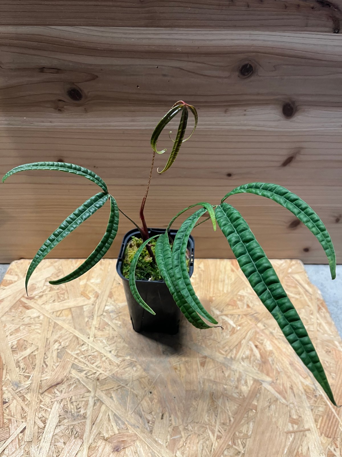 アンスリウム クツクエンセ | GREEN LUCK