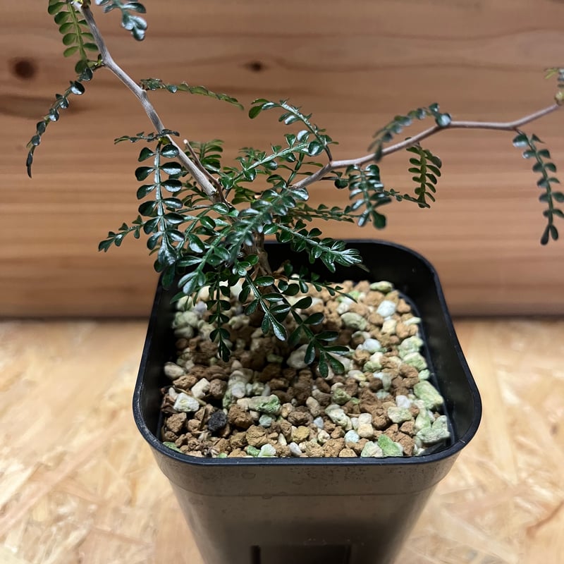 オペルクリカリア パキプス 実生 | GREEN LUCK