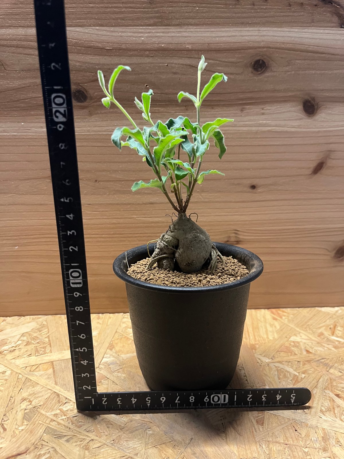 ラフィオナクメ プロクンベンス | GREEN LUCK