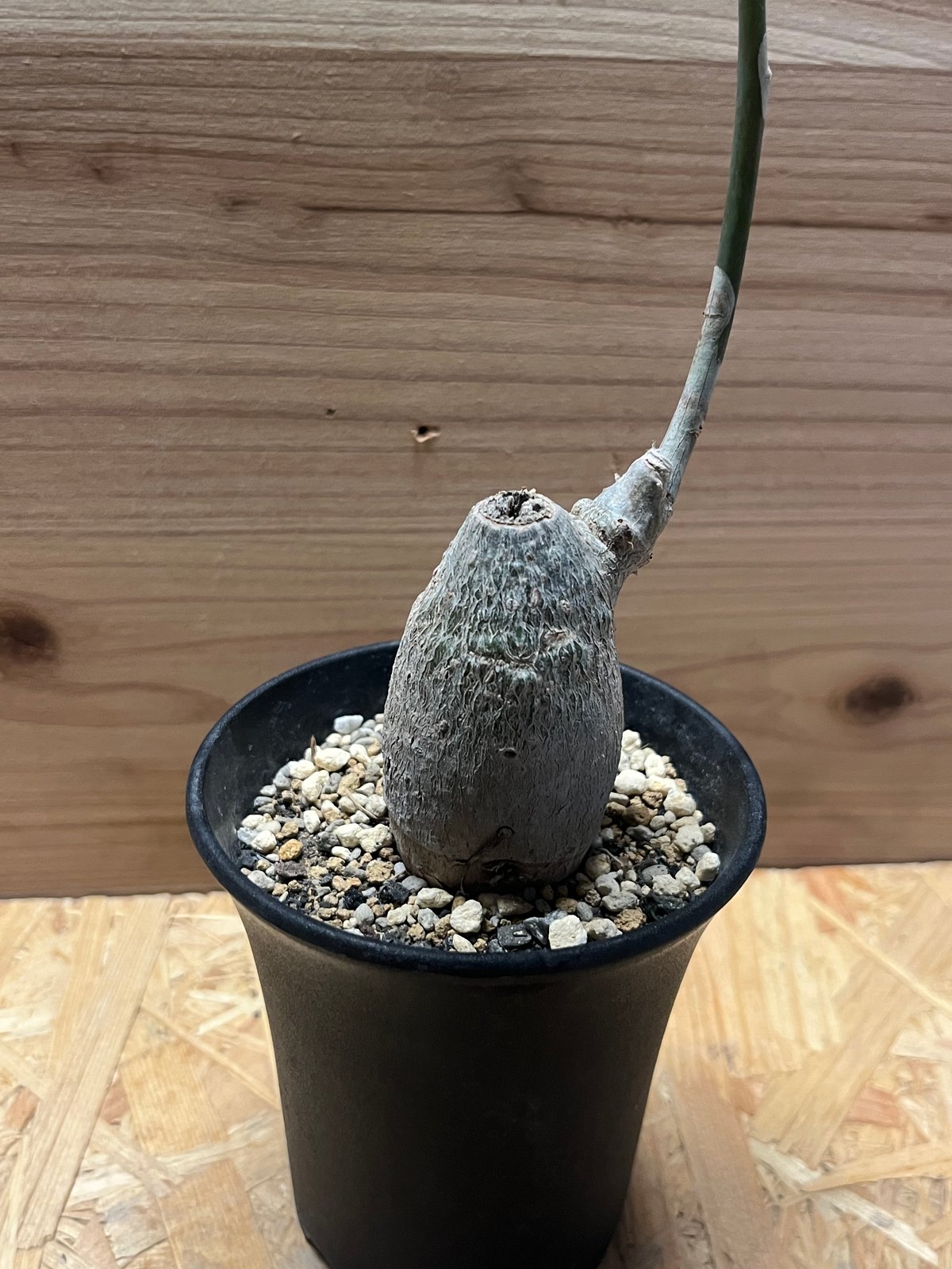 プセウドボンバックス エリプティクム | GREEN LUCK