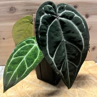 パ*ン様 アンスリウム　ポーティラエ　NSE アンスリウム ポーティラエ NSE | GREEN LUCK