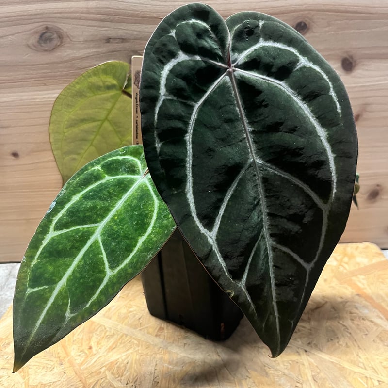 アンスリウム エンジェルズドリーム×カーラブラッキー | GREEN LUCK