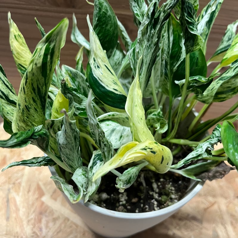 ポトス テルノラブソング | GREEN LUCK