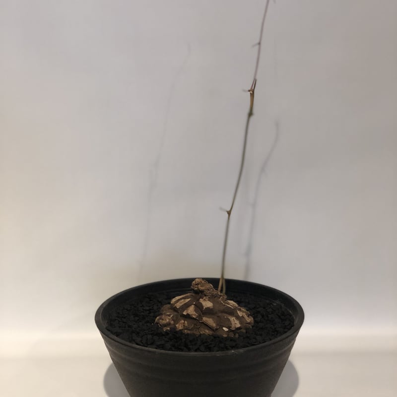 B*d様 メキシコ亀甲竜　現地球 B*d様 メキシコ亀甲竜 現地球 dioscorea macrostachya メキシコ