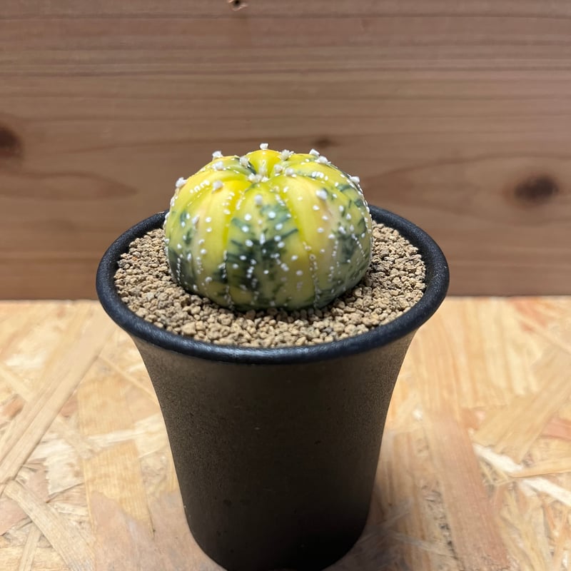 【美株】アストロフィツム兜丸 国内実生 サボテン 多肉植物 コーデックス 塊根 アストロフィツム 兜丸錦 | GREEN LUCK