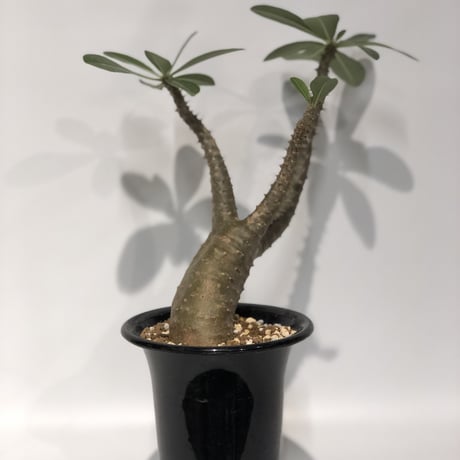 激レア　パキポディウム　マカイエンセ　魔界玉　　変態株 マカイエンセ(魔界玉)：パキポディウム属 (B01) | 万緑 BAN RYOKU