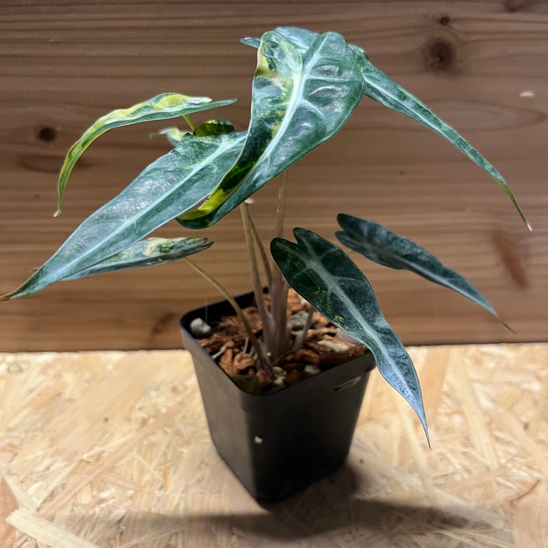 アロカシア バンビーノ イエローバリエガータ | GREEN LUCK