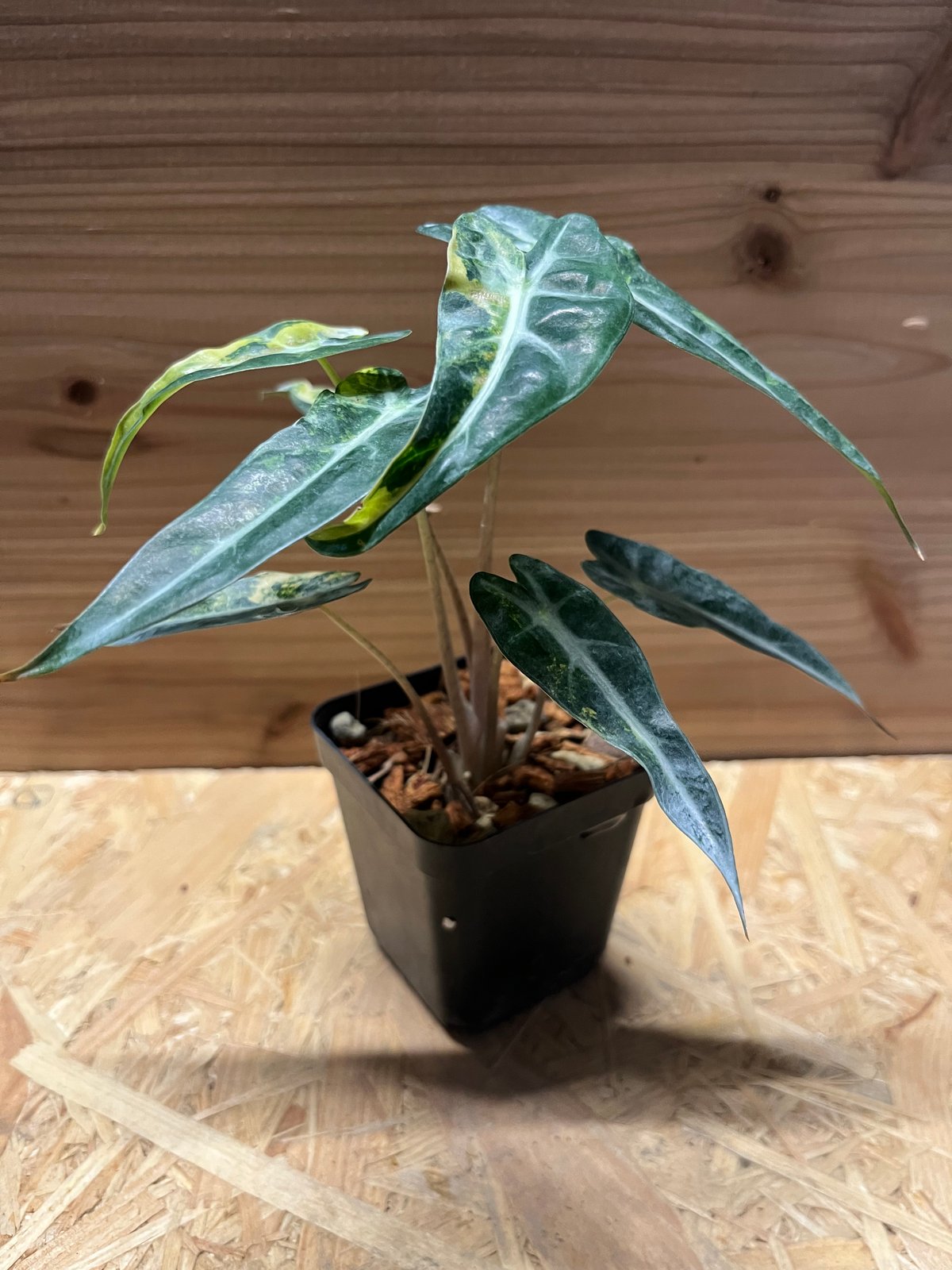 アロカシア バンビーノ イエローバリエガータ | GREEN LUCK