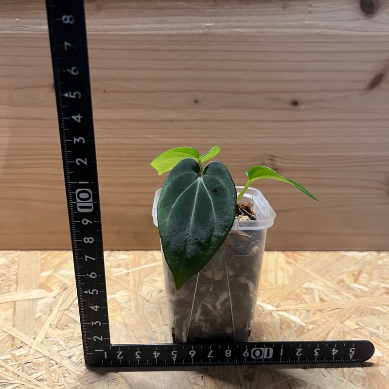 アンスリウムCarlablackiae×crystallinum 速達発送 アンスリウムCarlablackiae×crystallinum 速達発送