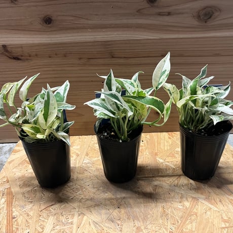 ポトス　エクセレント
