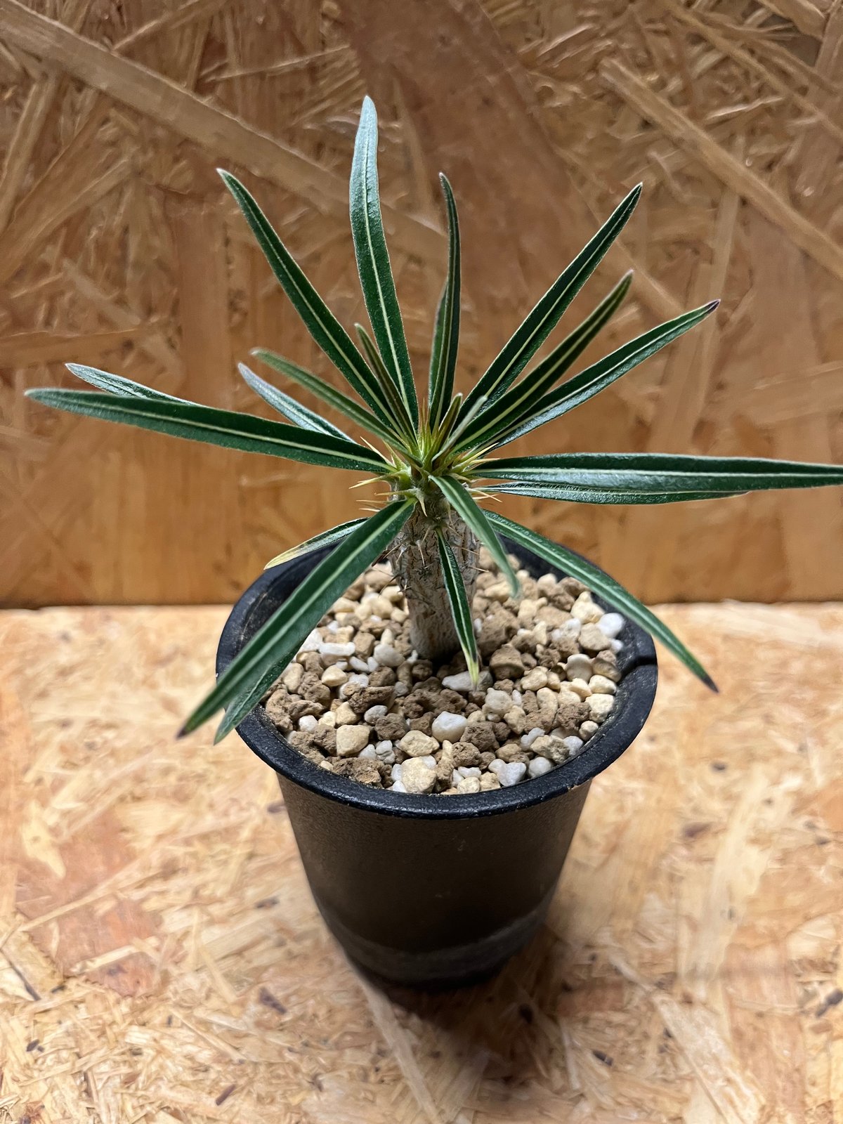 パキポディウム グラキリス 実生 | GREEN LUCK