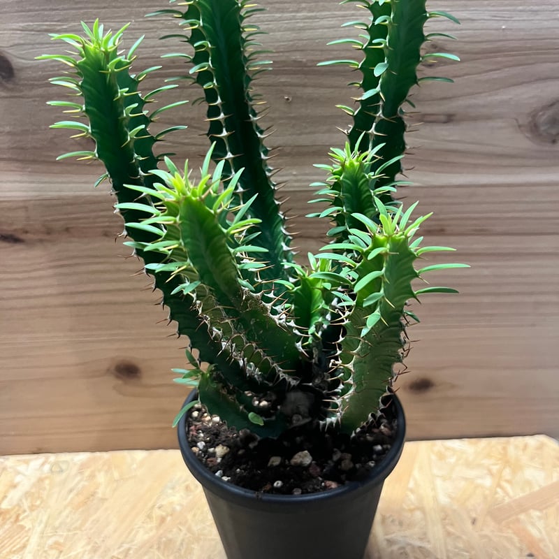 ユーフォルビア ムランジーナ | GREEN LUCK