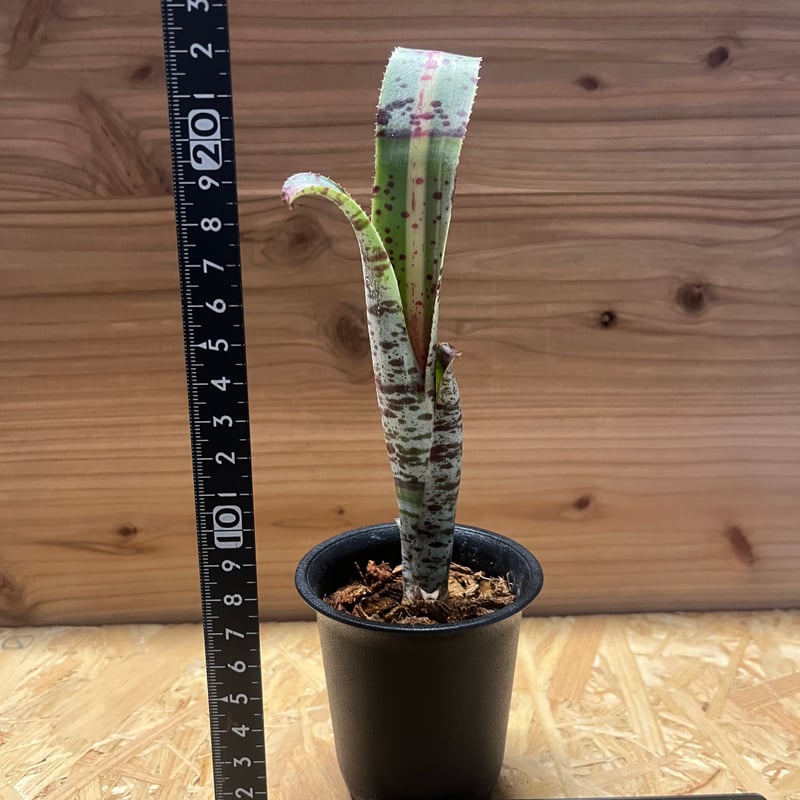 ② ラファエルオリベイラ　斑入り ケスネリア ラファエルオリベイラ | GREEN LUCK