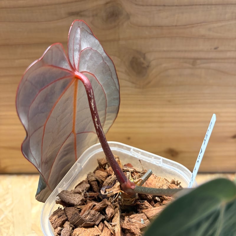 アンスリウム BVEP×エースオブスペード×レッドクリスタル | GREEN LUCK