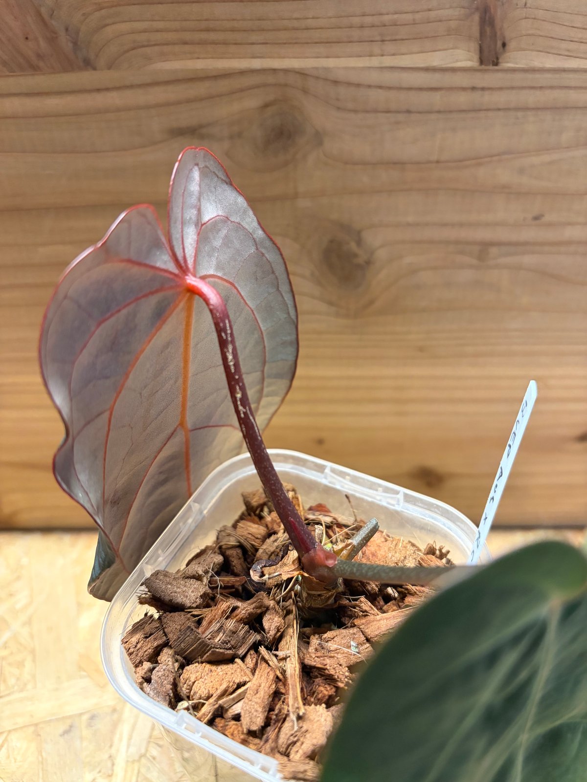 アンスリウム BVEP×エースオブスペード×レッドクリスタル | GREEN LUCK