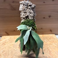 Ryen様用【完璧個体】ラフィドフォラ テトラスペルマ パラゴン 斑入り ラフィドフォラ テトラスペルマ 斑入り パラゴン | GREEN LUCK