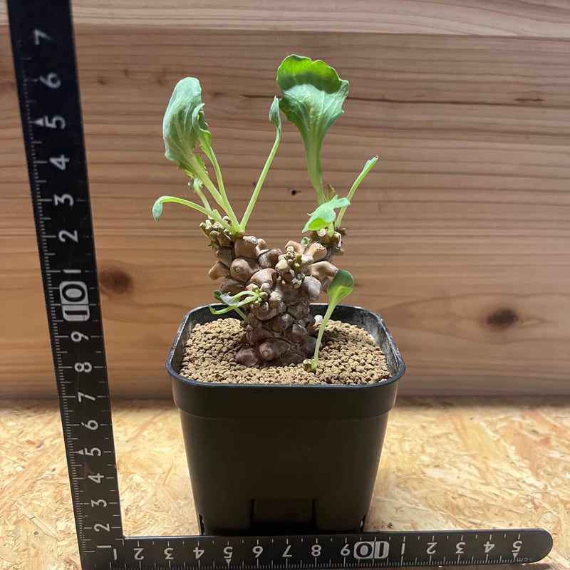 オトンナ・ヘレー オトンナ ヘレー | GREEN LUCK