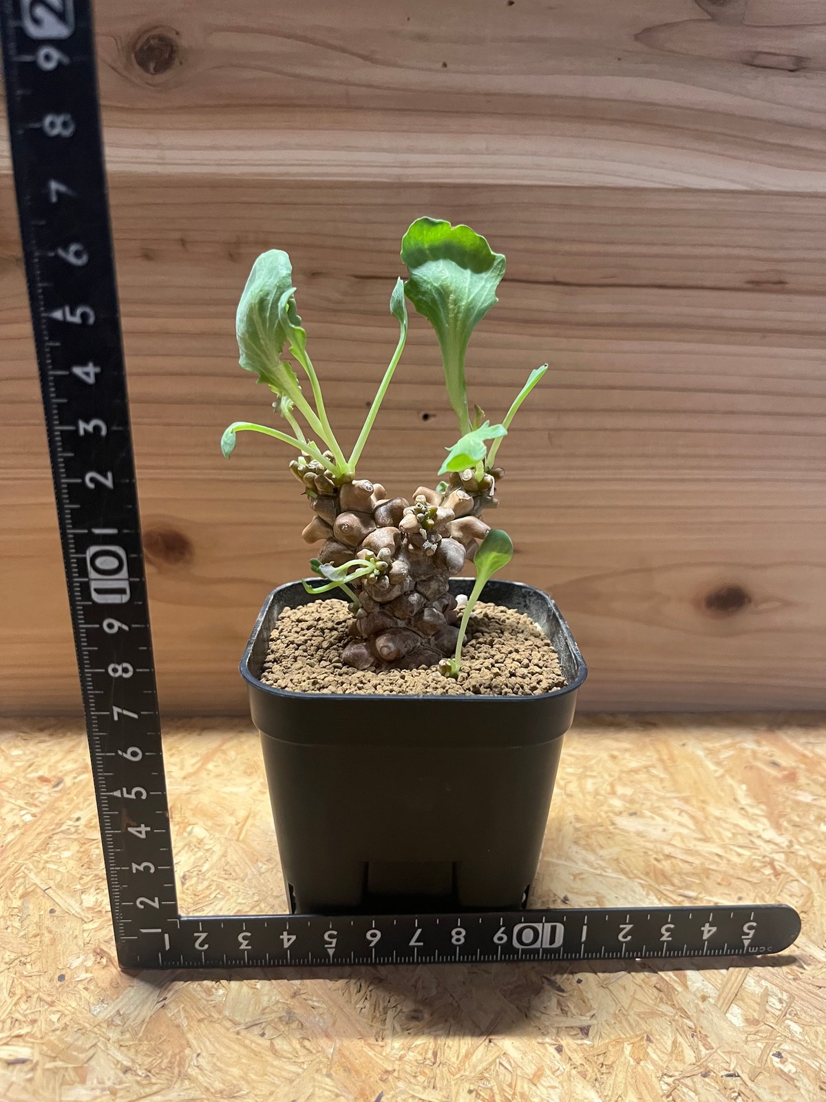 オトンナ ヘレー | GREEN LUCK