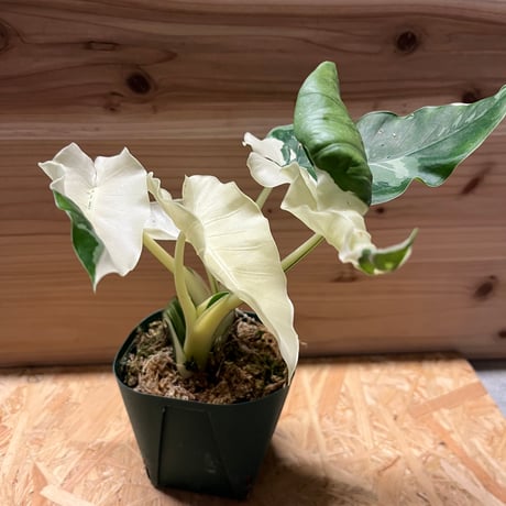 クワズイモ | STORES