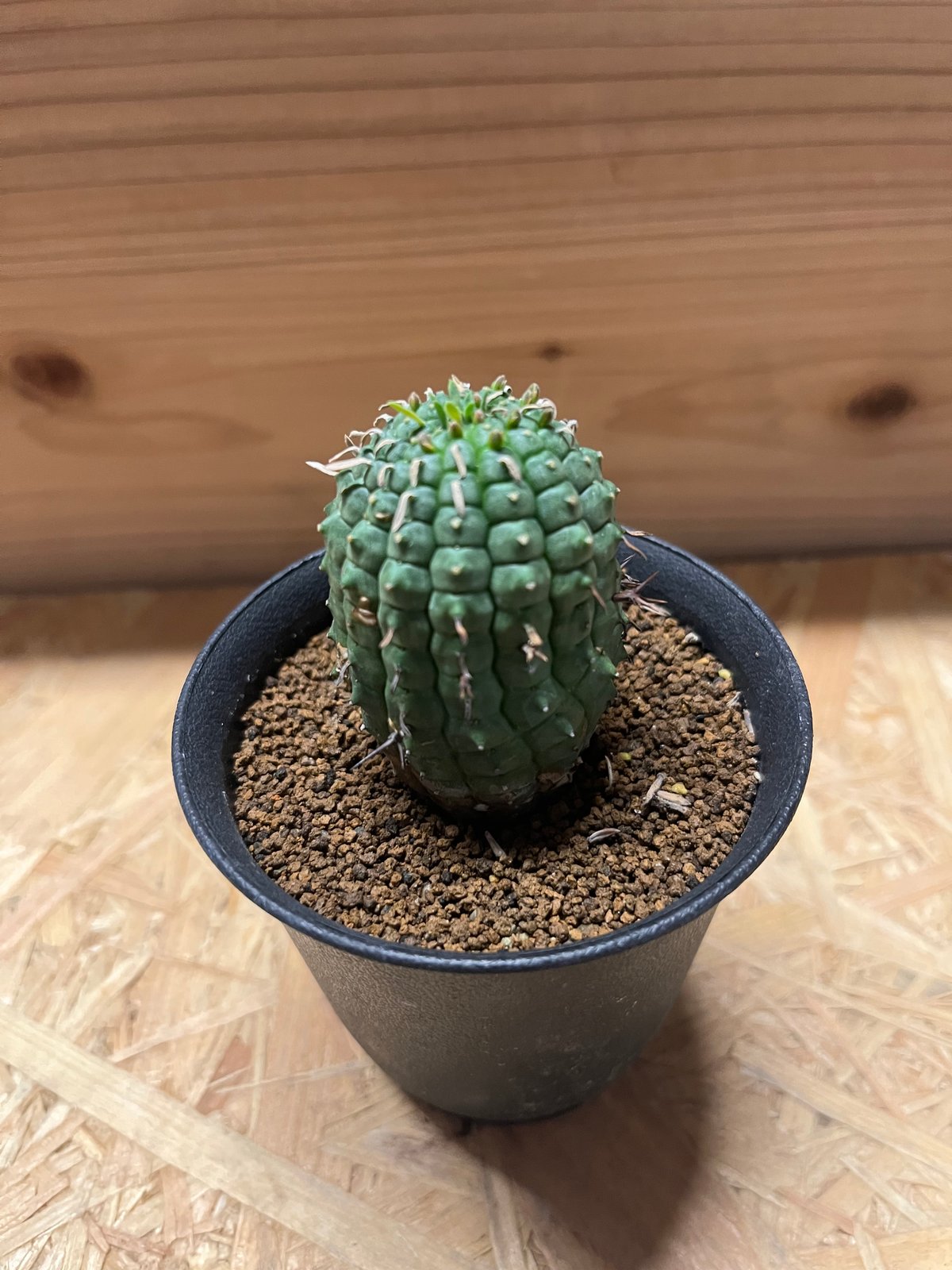 大株】ユーフォルビア 群星冠 ステリスピナ 子株付き Euphorbia